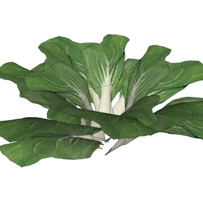 Modern Chinese Cabbage Free