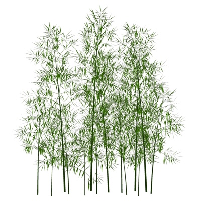 Modern Bamboo