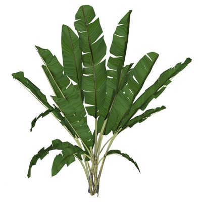 Modern Plantain Tree