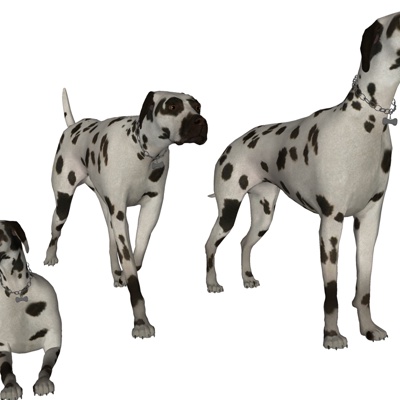 Modern Dalmatians