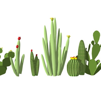 Modern Cactus