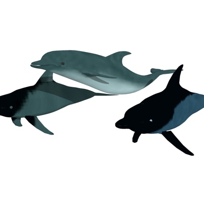 Modern Dolphins