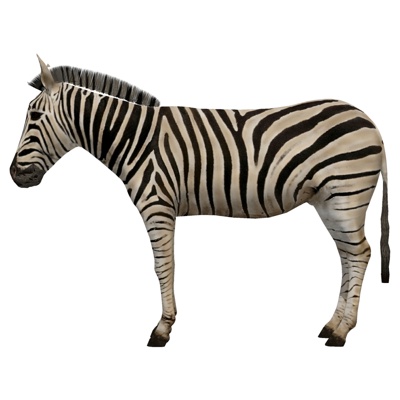 Modern Zebra