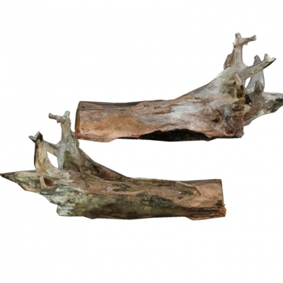 Natural wind tree root tree head