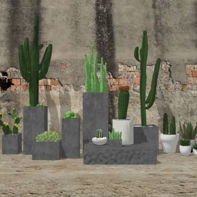 Modern cactus potted combination