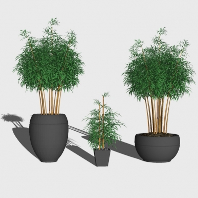 modern plant bamboo potted