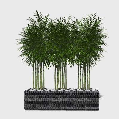 modern rich bamboo potted plant