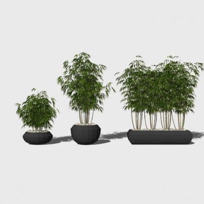 modern plant bamboo potted