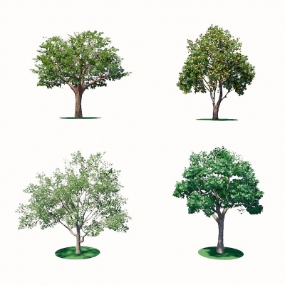 Modern Plant Landscape Tree Combination