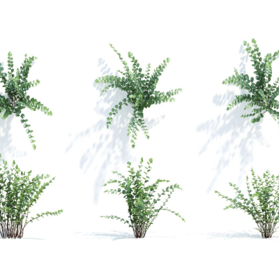 Modern Green Plant Shrubs