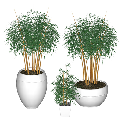 modern plant bamboo potted