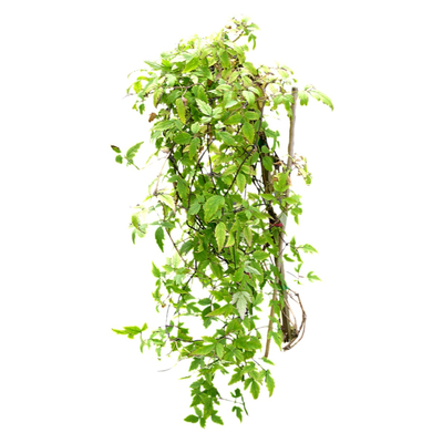 Modern Green Plant Vine Free