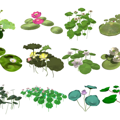 Modern aquatic plant water lily lotus