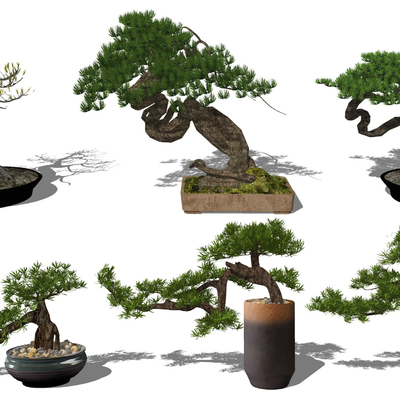 New Chinese Pine Bonsai