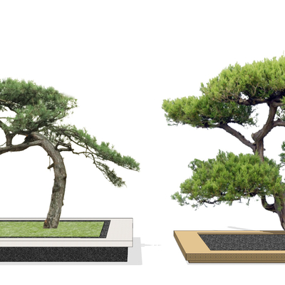 Neo-Chinese Style Luohan Pine Landscape Tree