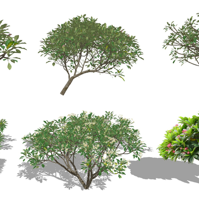 Modern shrub landscape tree