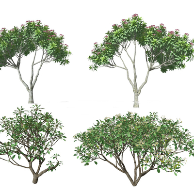 Modern shrub landscape tree