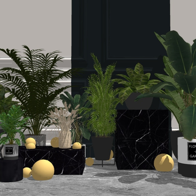 Modern indoor plants potted