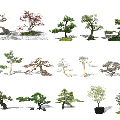 New Chinese Pine Landscape Tree Combination