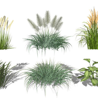 Modern Aquatic Plant Reed