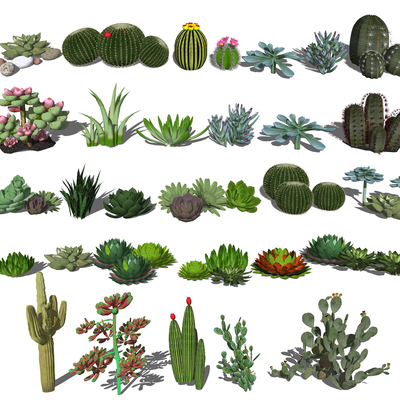 Modern cactus succulent plant