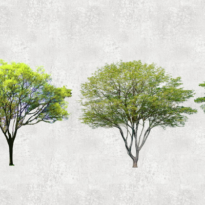 Modern Umbrella Tree 2d Component