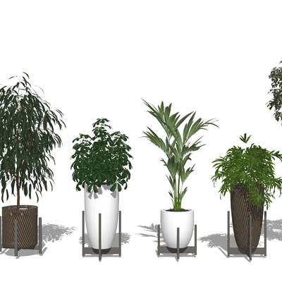 Modern indoor plants potted