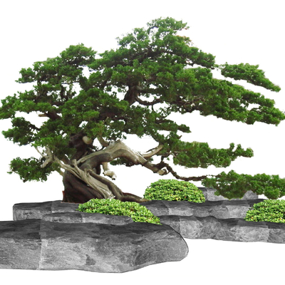 New Chinese 2d shape Luo Han pine tree