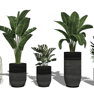 Modern indoor plants potted