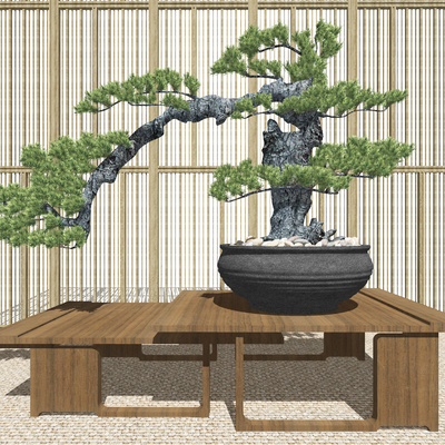 New Chinese Pine Bonsai