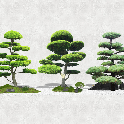 Modern pine landscape tree