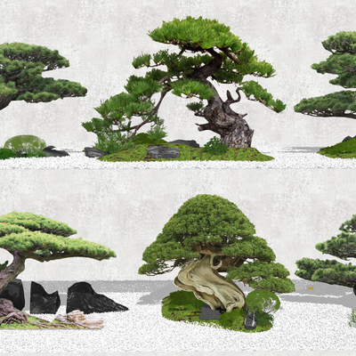 New Chinese Landscape Tree Lohan Pine Tree