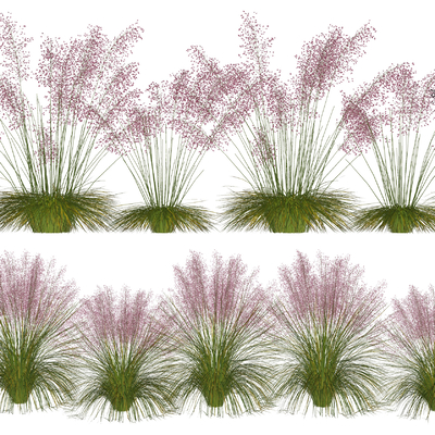 Modern plant pink garrygrass