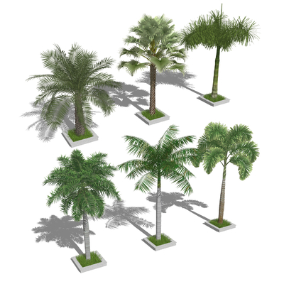 Modern Palm Tree