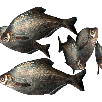 Modern Wuchang Fish