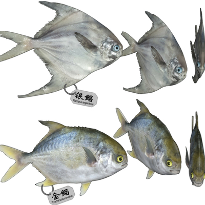 modern silver pomfret golden pomfret