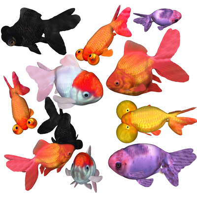 Modern Goldfish