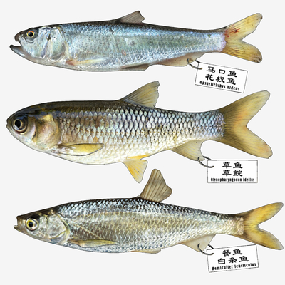 Modern Mouth Carp Grass Carp White Striped Fish