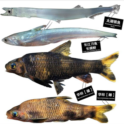 Modern Yangtze River Swordfish, whitesilver carp, Chinese carp