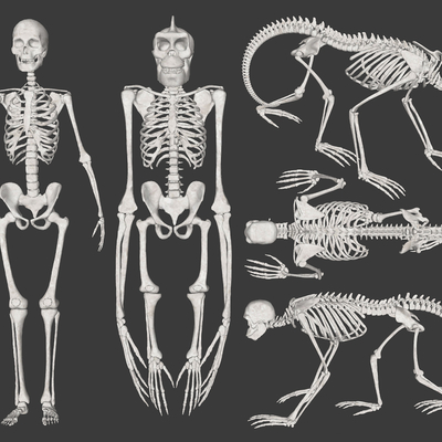 Modern Human and Simian Skeleton