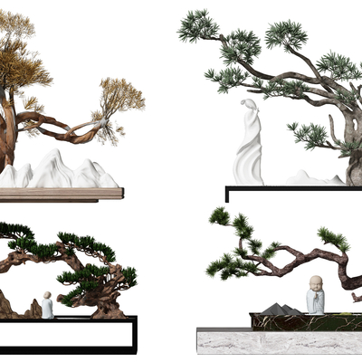 Chinese pine bonsai