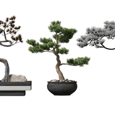 Chinese pine bonsai