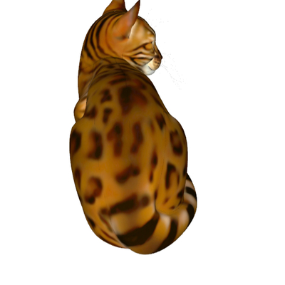 Modern Leopard Cat