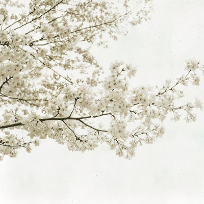 Cherry Blossom Decorative Painting