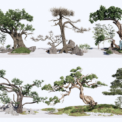 New Chinese Pine Landscape Tree