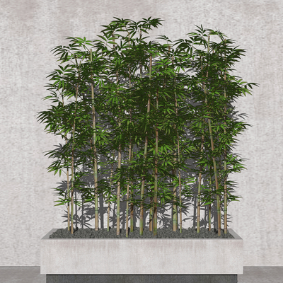 Modern bamboo potted plant