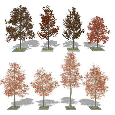 modern landscape tree red maple