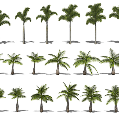 Modern tropical landscape plants