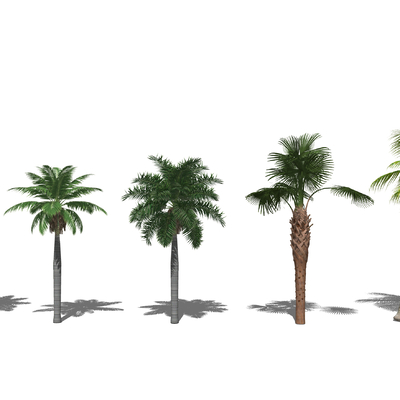 Modern tropical landscape tree