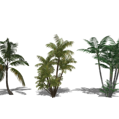 Modern Tropical Plants